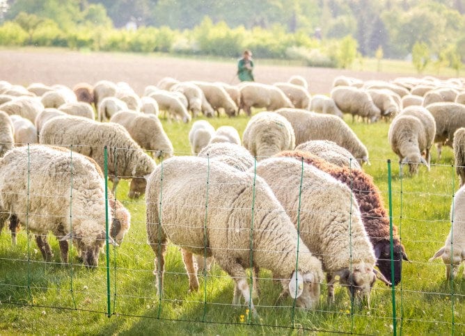 Fils et filets électrifiables - JN8666 - Kerbl - Filet mouton simple tige - 0.90mX50m