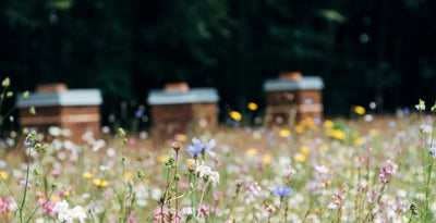 Apiculture
